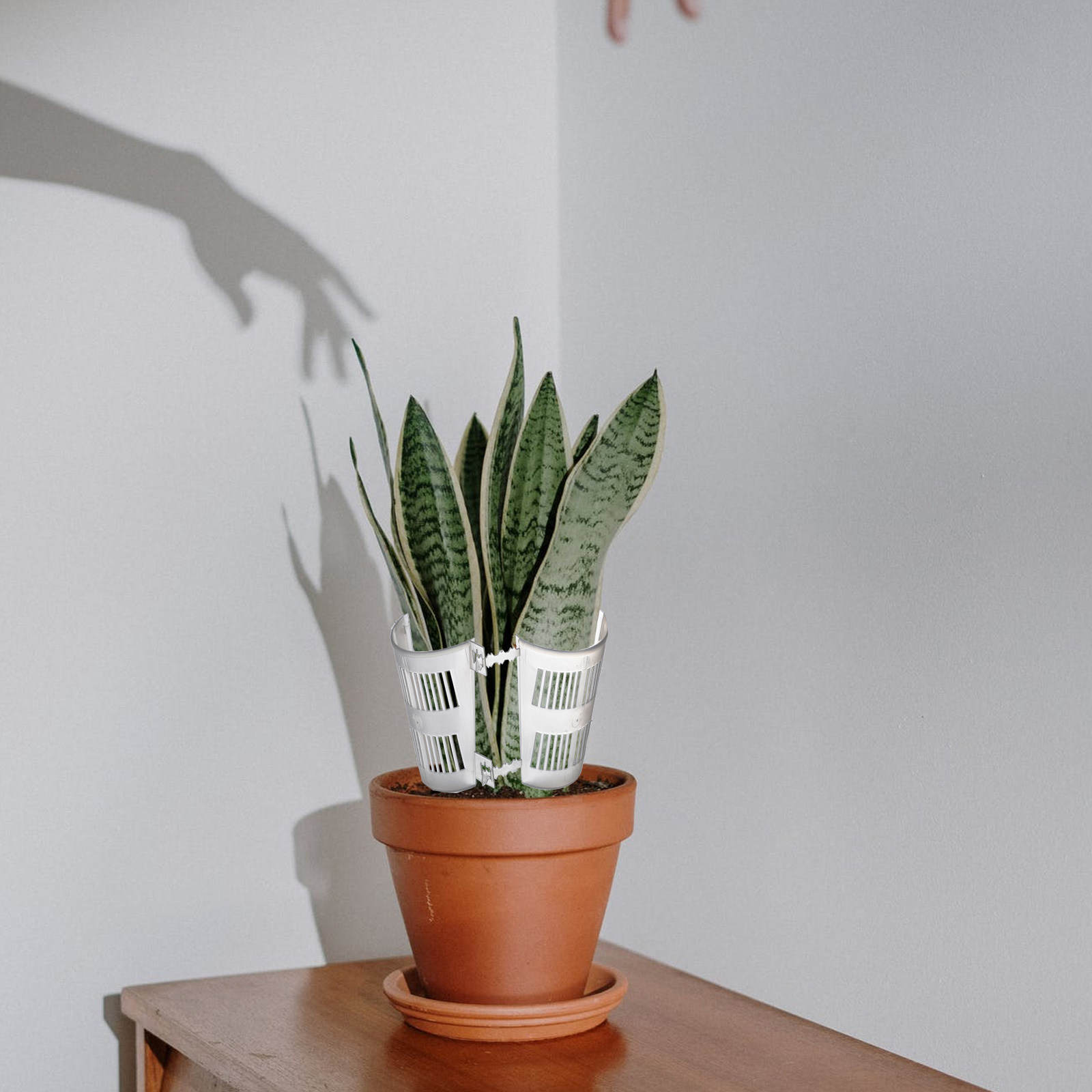 10 vasos transparentes para co - Plant Pot avaliação e preço