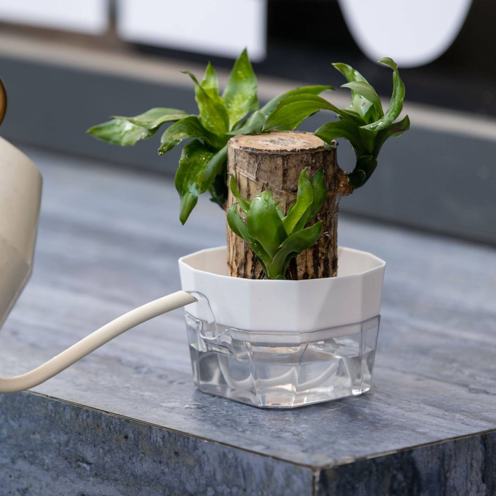 Vaso Hidropônico com Design de - Plant Pot avaliação e preço