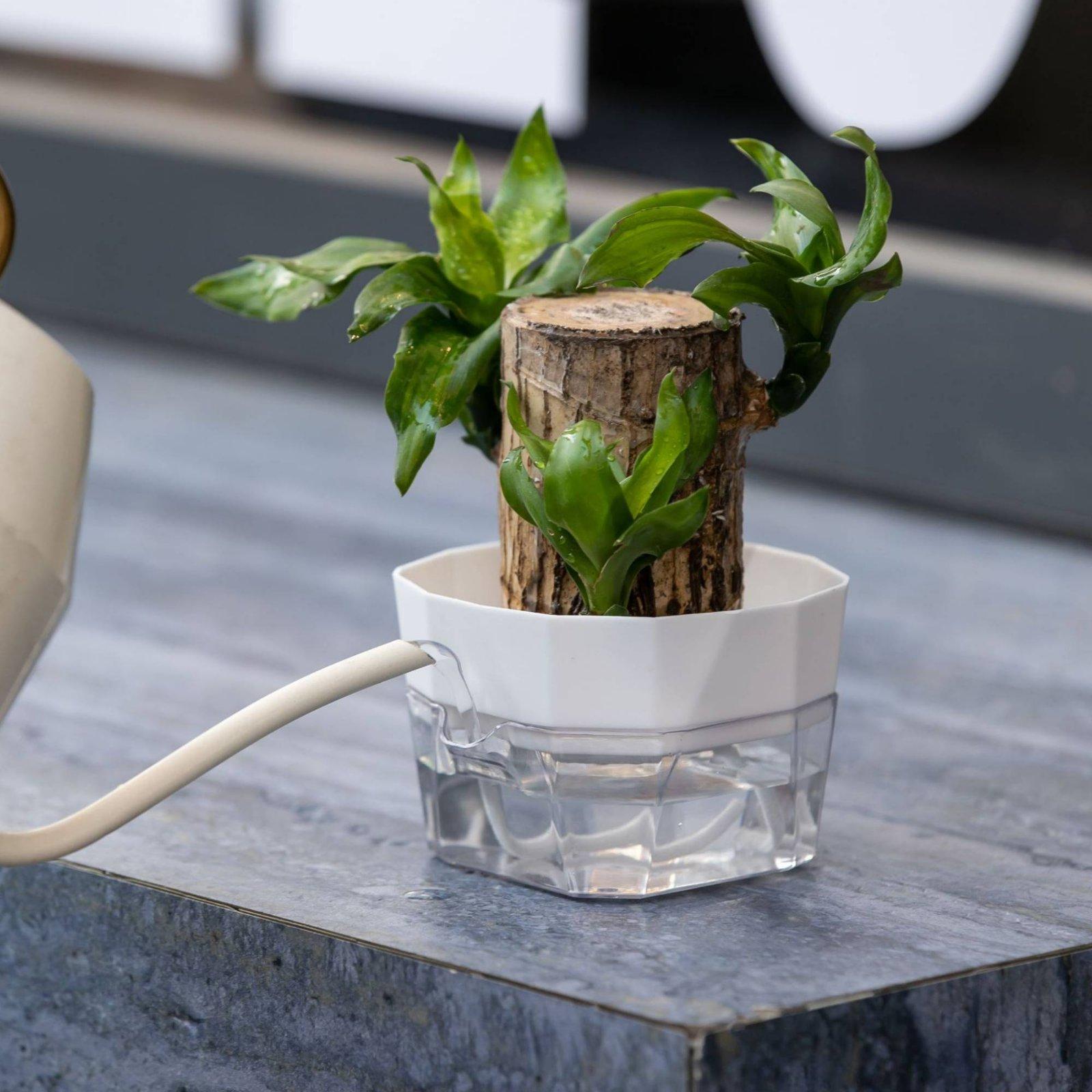 Vaso Hidropônico de Duas Camad - Plant Pot avaliação e preço
